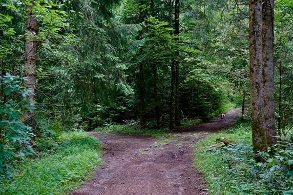 A woodland path dividing into two directions among green trees